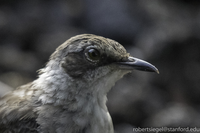 galapagos